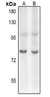 c-Myb (Acetyl-K480) Rabbit Polyclonal Antibody