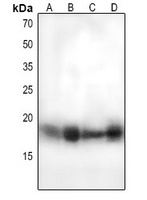 MUC1 (Phospho-Y1243) Antibody