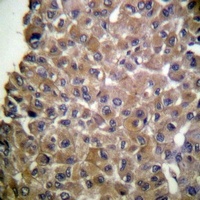 MUC1 (Phospho-Y1243) Antibody