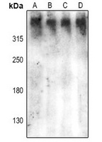 DNA-PKcs (Phospho-S2612) Antibody