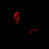 Anti-CD45 Antibody