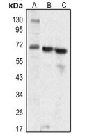 NF-kappaB p65 Rabbit Polyclonal Antibody