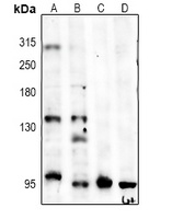 CD144 Antibody