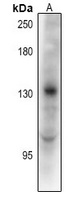 TRERF1 Antibody