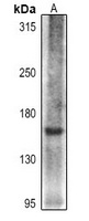Collagen 16 alpha 1 Antibody
