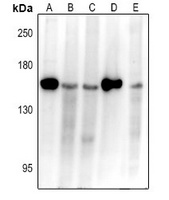 APAF-1 Antibody