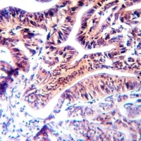 APAF-1 antibody
