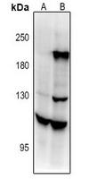 Contactin 4 Rabbit Polyclonal Antibody