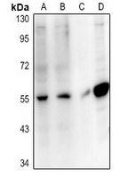 SLC10A4 Rabbit Polyclonal Antibody
