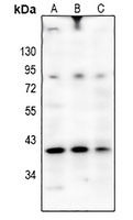 OSR2 Antibody