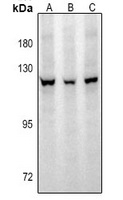 GW Antibody