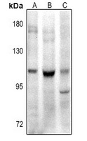 CD307e Antibody