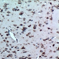 CD363 antibody