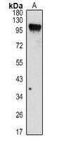 CD19 Rabbit Polyclonal Antibody