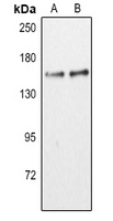 CD11c Rabbit Polyclonal Antibody