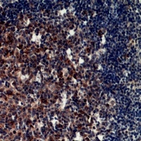 CD11c antibody