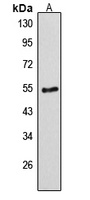 Desmin Antibody
