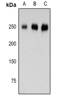 LAMC1 Antibody