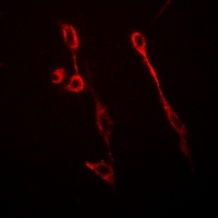 Anti-GFAP Antibody