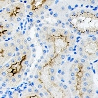 Anti-CD34 Antibody