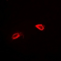 Anti-CD34 Antibody