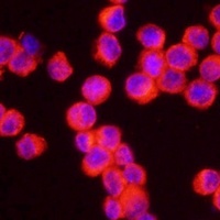 Cryopyrin antibody