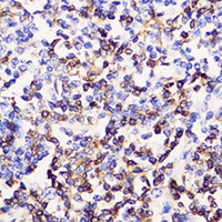 Anti-CD3e Antibody