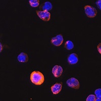 Anti-CD3e Antibody