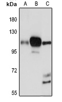 CD284 Rabbit Polyclonal Antibody