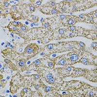 Anti-EPO Antibody