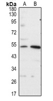 FOXP3 Antibody