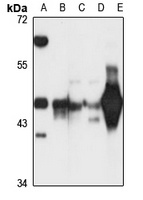Septin 5 Antibody