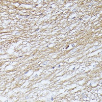 Anti-Septin 5 Antibody