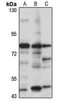 ABCG4 Antibody