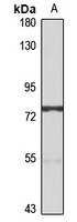 ABCG5 Antibody