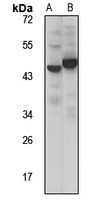 ODCP Rabbit Polyclonal Antibody