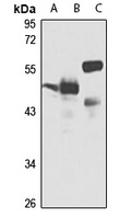 Alpha-2B Adrenergic Receptor Rabbit Polyclonal Antibody