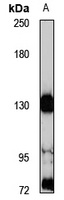 AEBP1 Rabbit Polyclonal Antibody