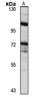 XB130 Antibody