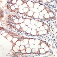 AFG3L2 antibody