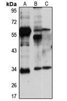 AFMID Antibody
