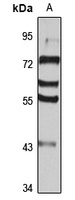 VG5Q Rabbit Polyclonal Antibody