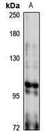 AKAP6 Antibody