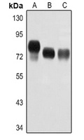 ALPL Antibody