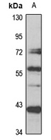 MIS Rabbit Polyclonal Antibody