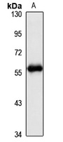 ANGEL2 Antibody