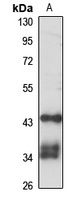 ANGPTL5 Antibody