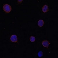 Anti-ANO2 Antibody