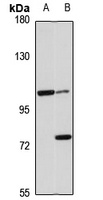 AP3D1 Antibody