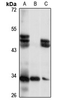 Aph-1 alpha Antibody